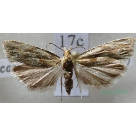 Eucosma cana (Haworth, 1811) Czech17c